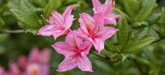 Rhododendron luteum 'Pink Mimosa'