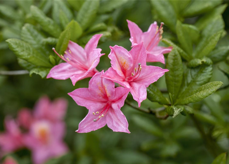 Rhododendron luteum 'Pink Mimosa'