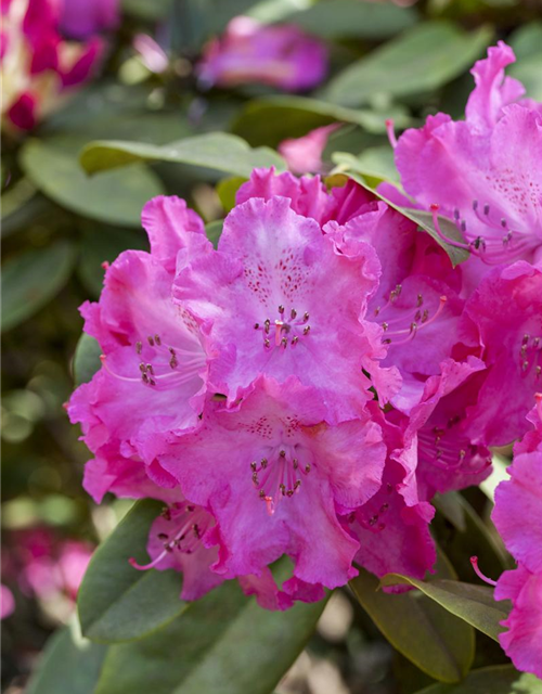 R Rhododendron hybrida 'Germania'(S) 