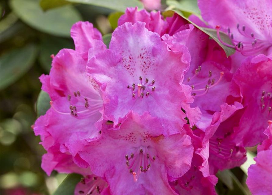 R Rhododendron hybrida 'Germania'(S) 