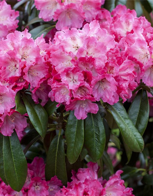 R Rhododendron hybrida 'Germania'(S) 