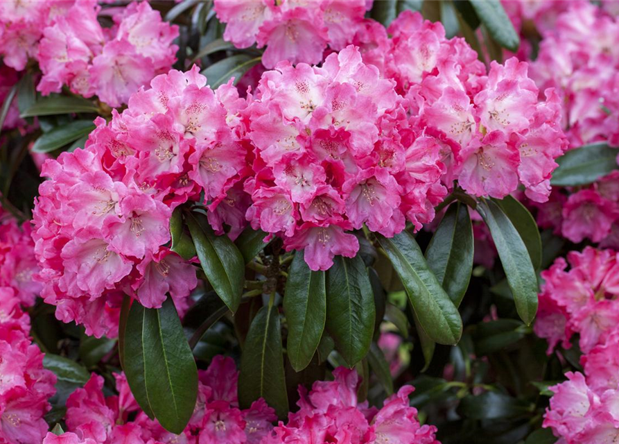 R Rhododendron hybrida 'Germania'(S) 