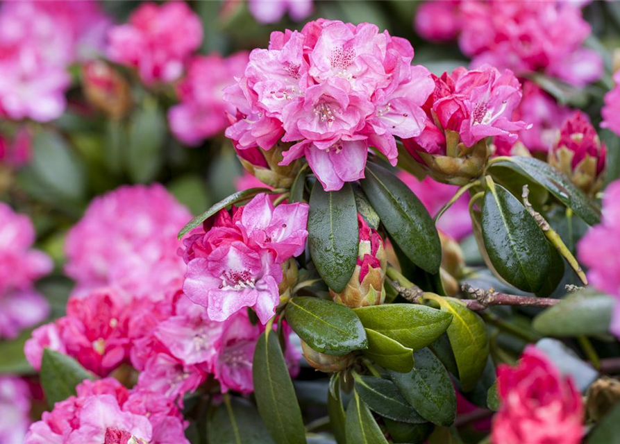 R Rhododendron hybrida 'Germania'(S) 