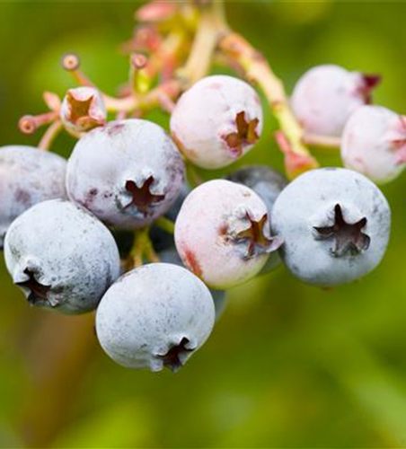 Vaccinium corymbosum 'Bonus' 