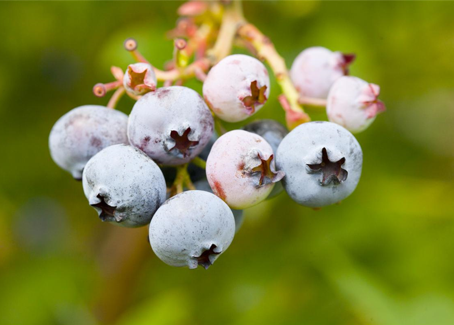 Vaccinium corymbosum 'Bonus' 