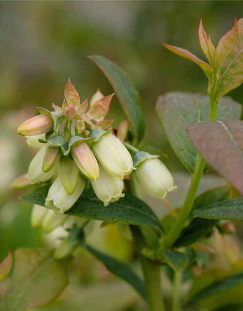 Vaccinium corymbosum 'Bonus' 