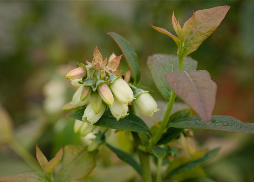 Vaccinium corymbosum 'Bonus' 