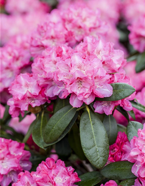 R Rhododendron hybrida 'Germania'(S) 