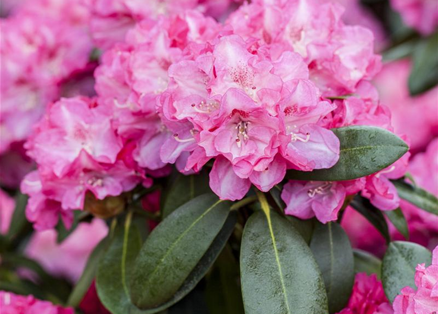 R Rhododendron hybrida 'Germania'(S) 