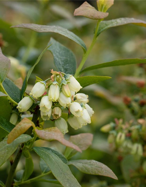 Vaccinium corymbosum 'Bonus' 