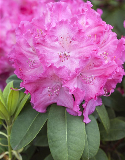 R Rhododendron hybrida 'Germania'(S) 