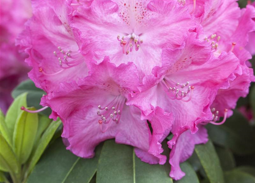 R Rhododendron hybrida 'Germania'(S) 