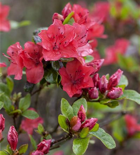 Rhododendron obtusum 'Majas Rubin'®