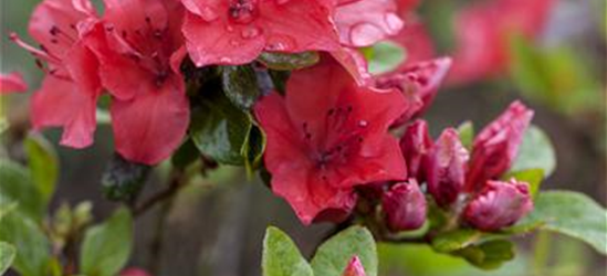 Rhododendron obtusum 'Majas Rubin'®