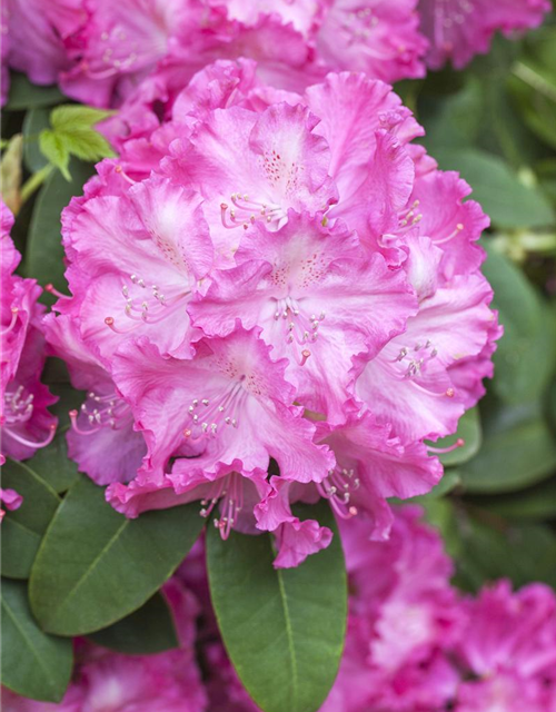 R Rhododendron hybrida 'Germania'(S) 