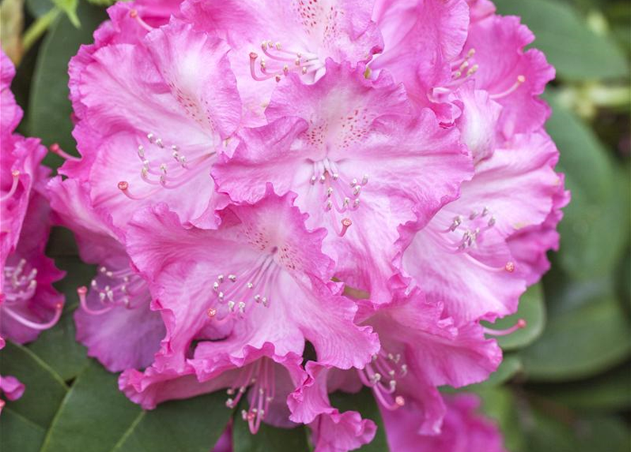 R Rhododendron hybrida 'Germania'(S) 