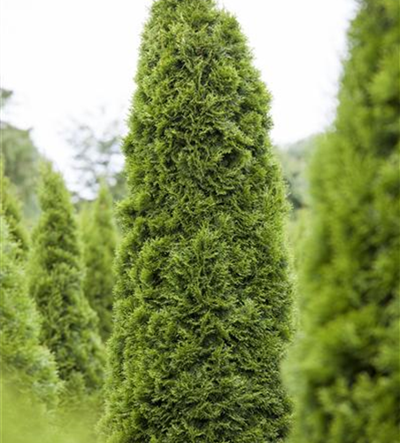 Thuja occidentalis 'Zmatlik'