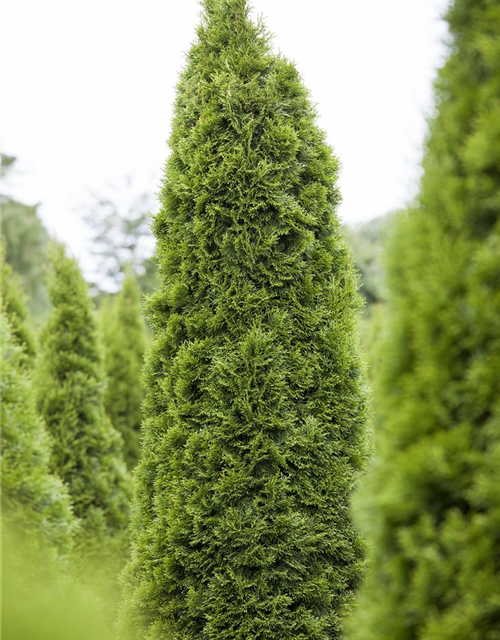 Thuja occidentalis 'Zmatlik'