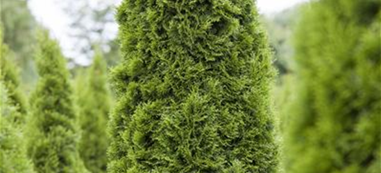 Thuja occidentalis 'Zmatlik'