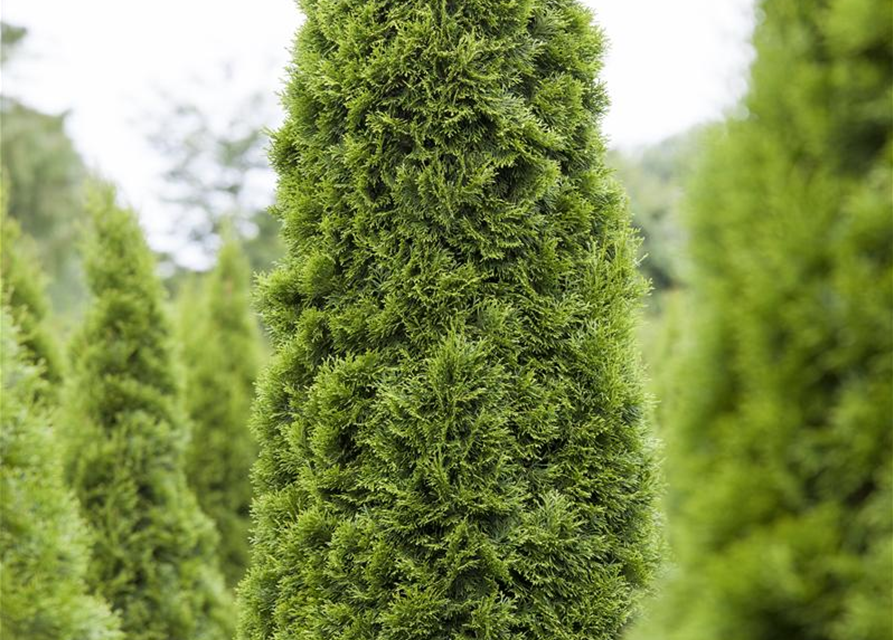 Thuja occidentalis 'Zmatlik'