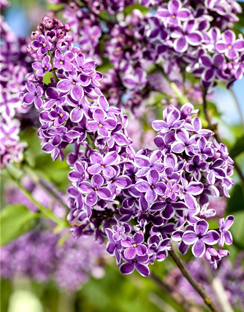 Syringa vulgaris 'Sensation'