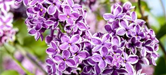 Syringa vulgaris 'Sensation'