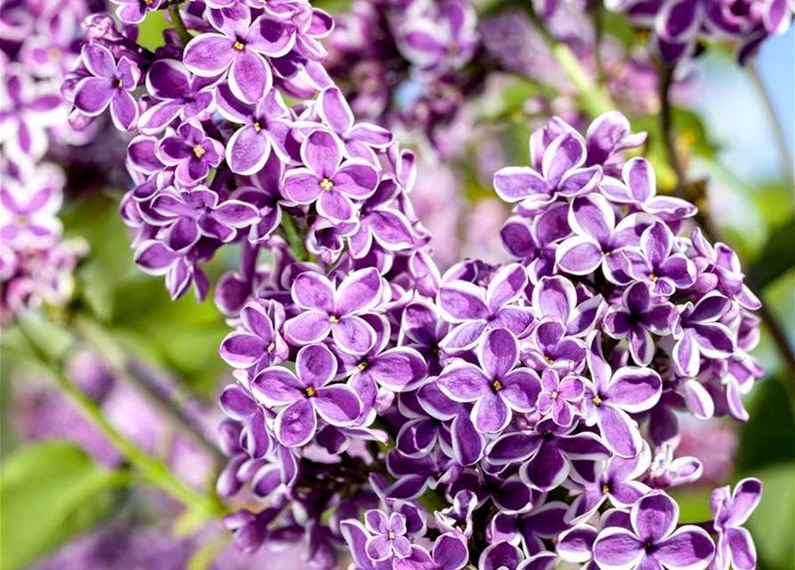 Syringa vulgaris 'Sensation'