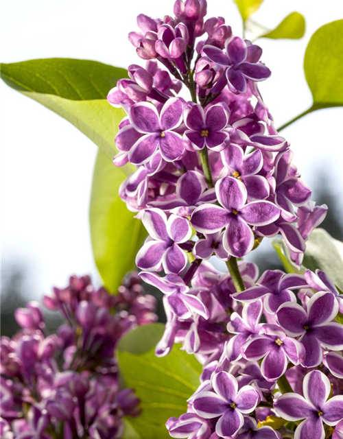 Syringa vulgaris 'Sensation'