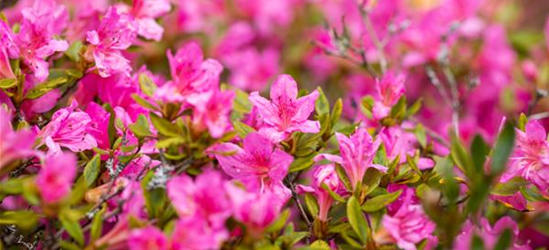 Rhododendron obtusum 'Petticoat'®