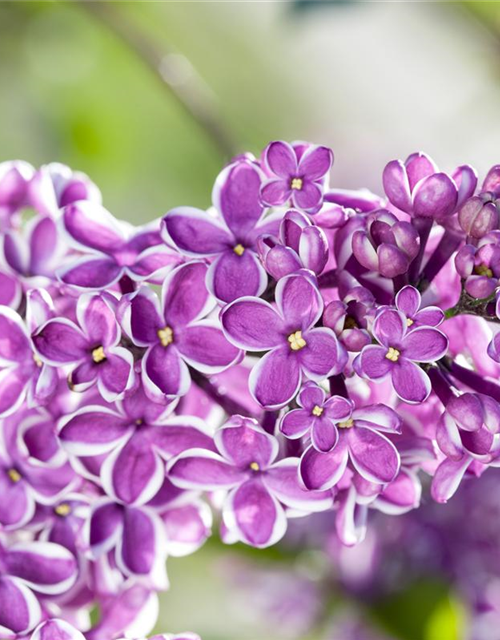 Syringa vulgaris 'Sensation'