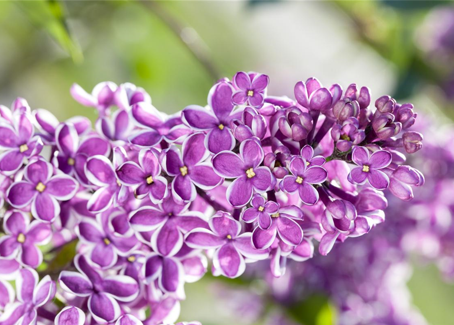 Syringa vulgaris 'Sensation'