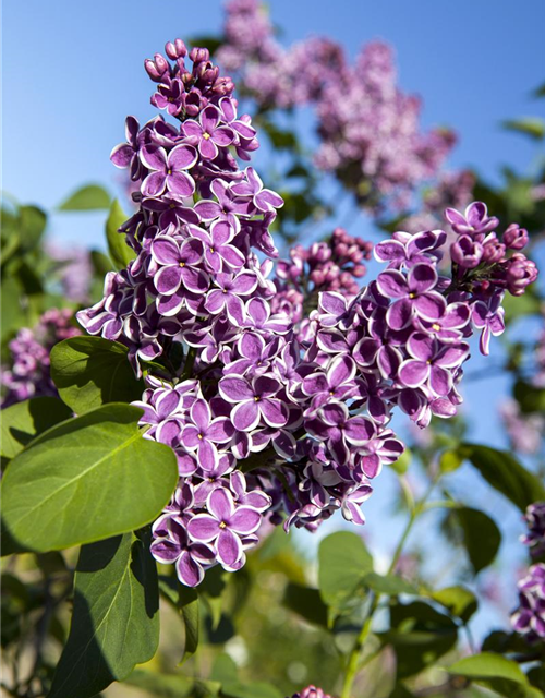 Syringa vulgaris 'Sensation'