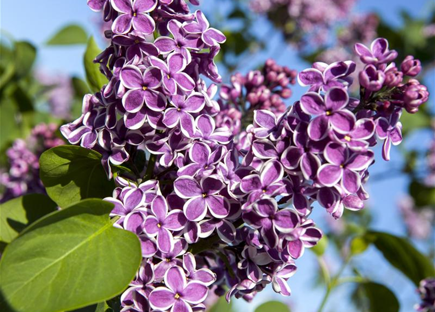 Syringa vulgaris 'Sensation'