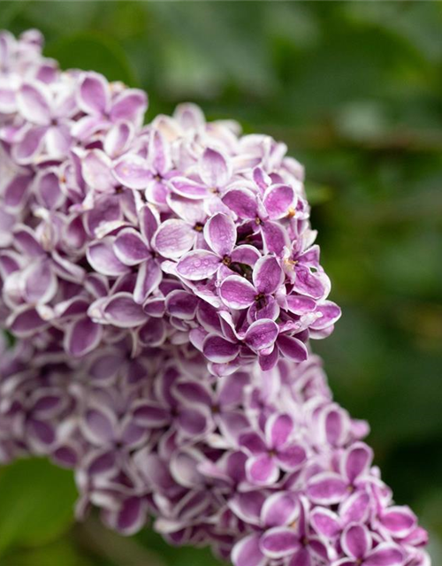 Syringa vulgaris 'Sensation'