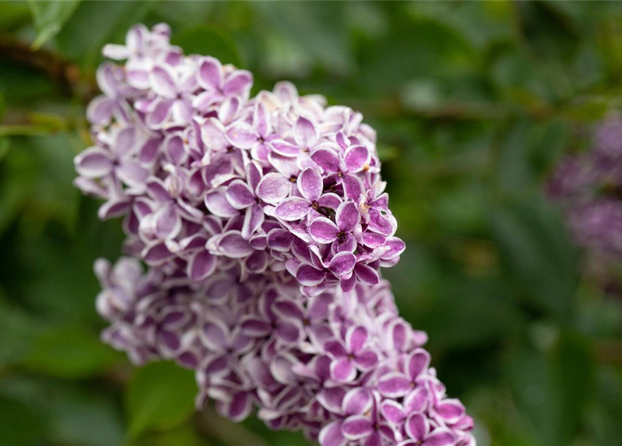 Syringa vulgaris 'Sensation'