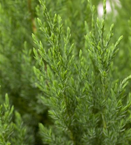 Juniperus chinensis 'Stricta'