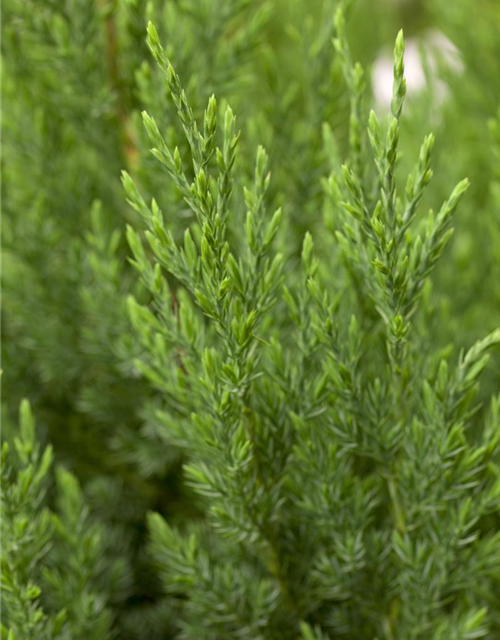 Juniperus chinensis 'Stricta'