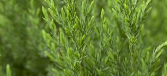 Juniperus chinensis 'Stricta'