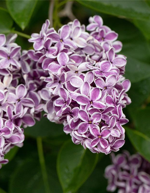 Syringa vulgaris 'Sensation'