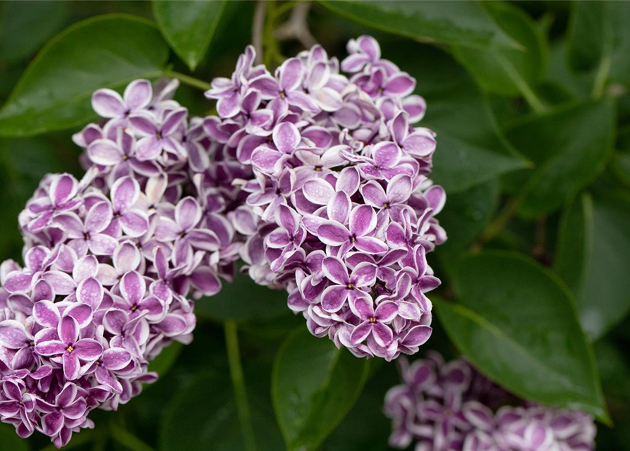 Syringa vulgaris 'Sensation'