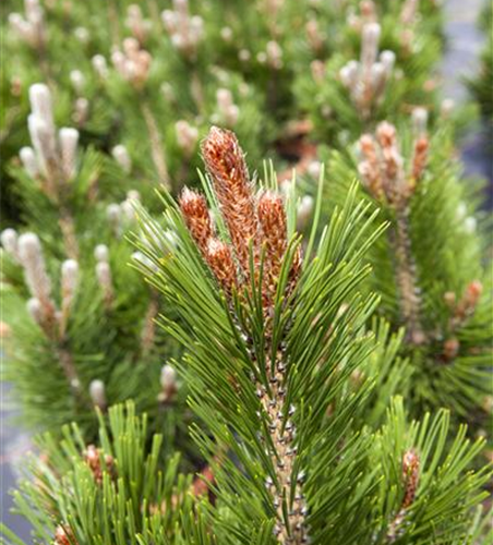 Pinus heldreichii 'Little Dracula'