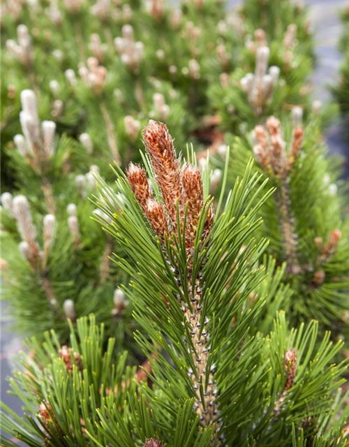 Pinus heldreichii 'Little Dracula'