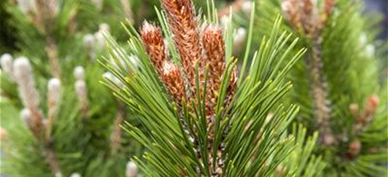 Pinus heldreichii 'Little Dracula'