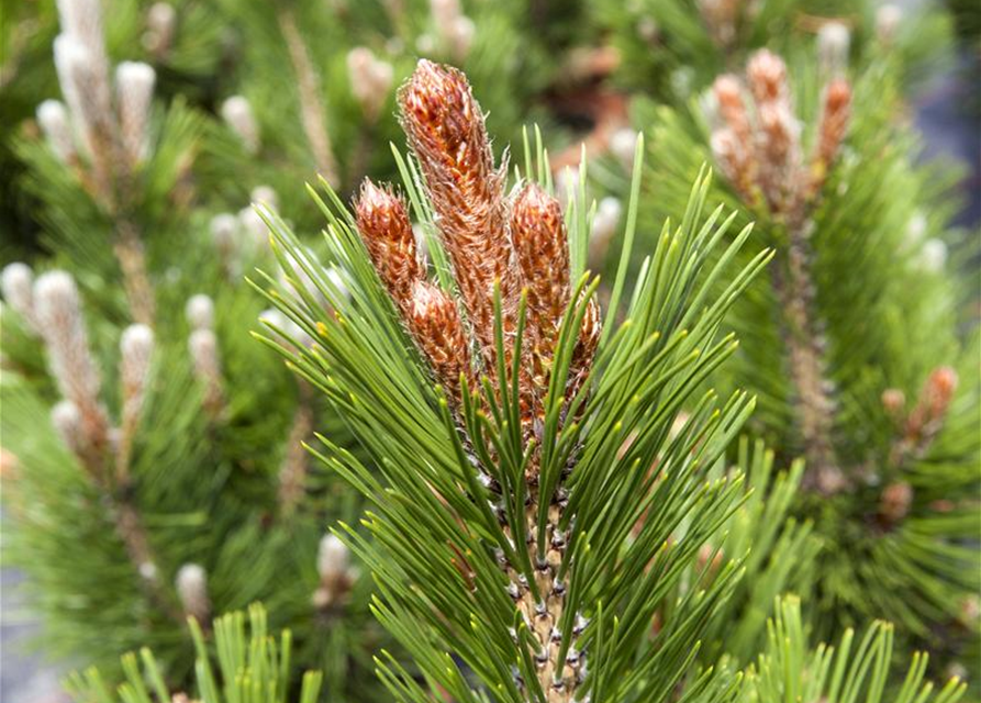 Pinus heldreichii 'Little Dracula'