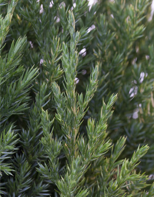 Juniperus chinensis 'Stricta'