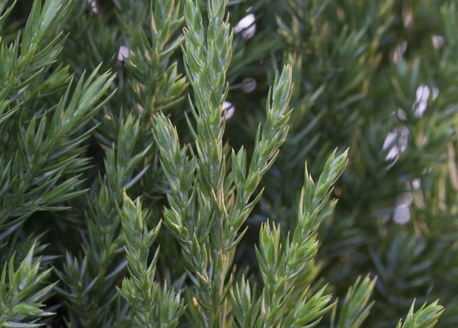 Juniperus chinensis 'Stricta'