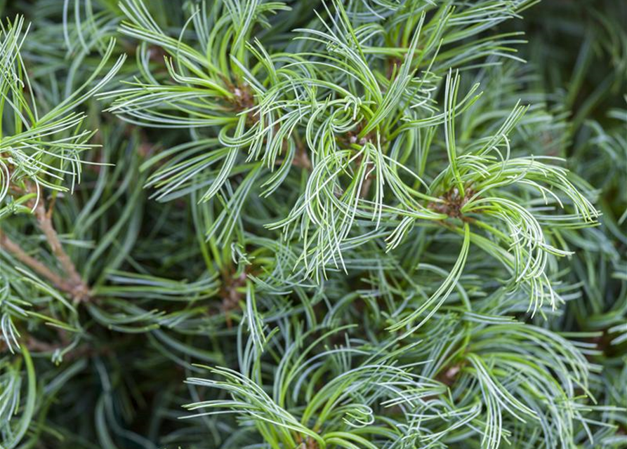 R Pinus strobus 'Tiny Curls'