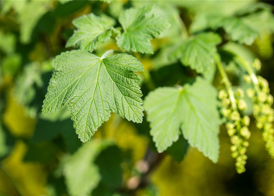 Johannisbeere Polar Fruits® 'White Currant Berry'