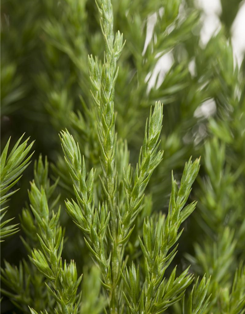 Juniperus chinensis 'Stricta'