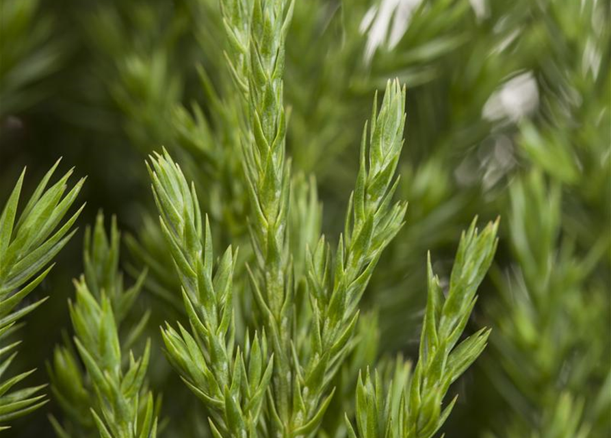 Juniperus chinensis 'Stricta'